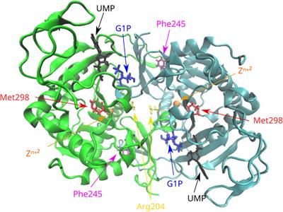 Molecular characterization of novel and rare DNA variants in patients with galactosemia